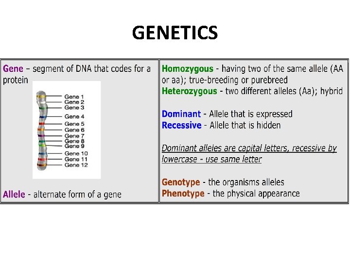 GENETICS 