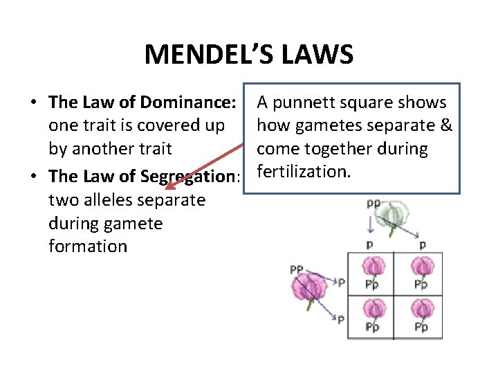 MENDEL’S LAWS • The Law of Dominance: one trait is covered up by another