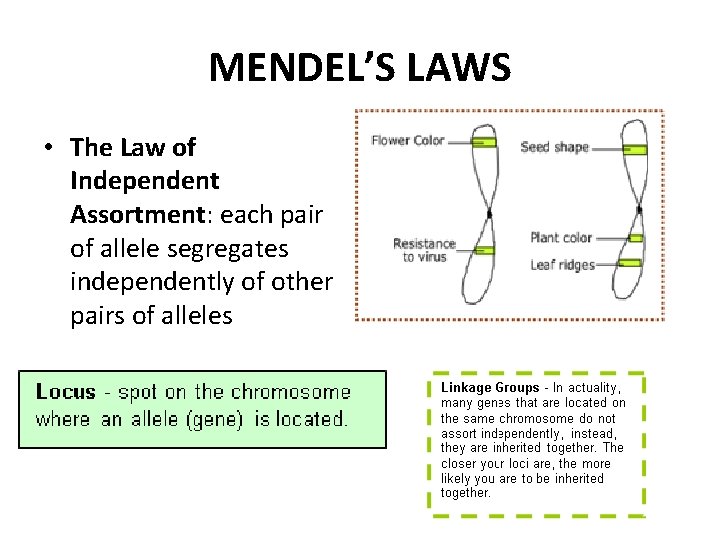 MENDEL’S LAWS • The Law of Independent Assortment: each pair of allele segregates independently