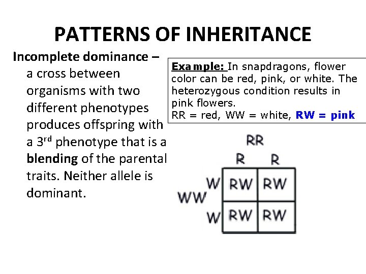 PATTERNS OF INHERITANCE Incomplete dominance – Example: In snapdragons, flower a cross between color