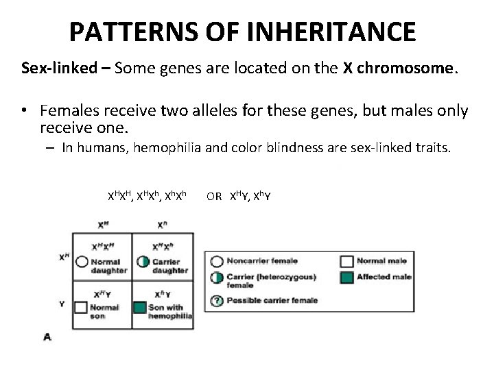 PATTERNS OF INHERITANCE Sex-linked – Some genes are located on the X chromosome. •