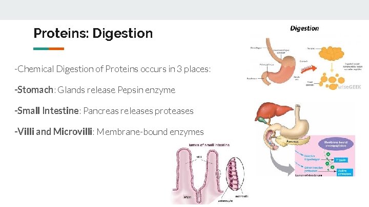 Proteins: Digestion -Chemical Digestion of Proteins occurs in 3 places: -Stomach: Glands release Pepsin