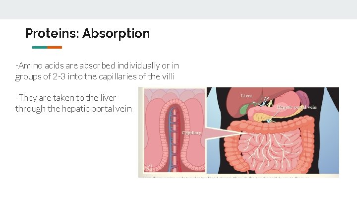 Proteins: Absorption -Amino acids are absorbed individually or in groups of 2 -3 into