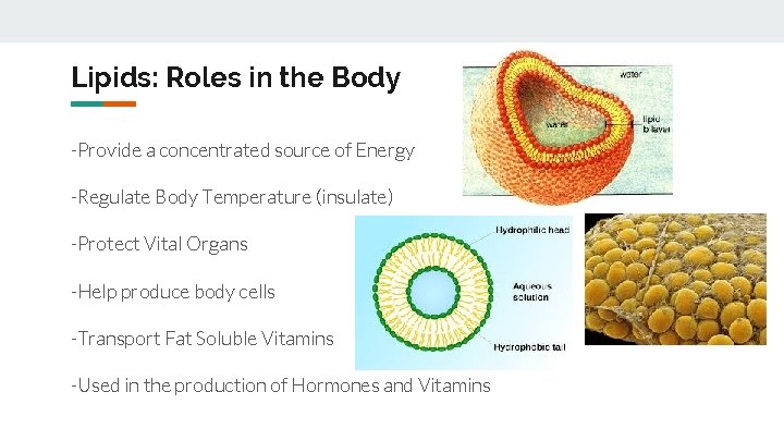 Lipids: Roles in the Body -Provide a concentrated source of Energy -Regulate Body Temperature