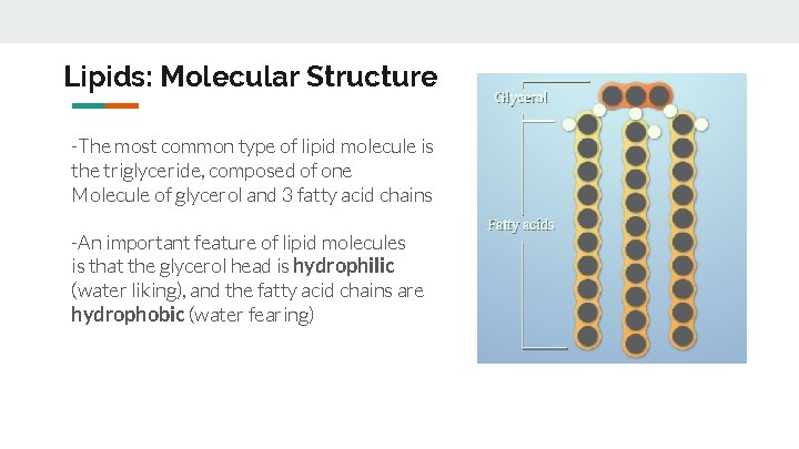 Lipids: Molecular Structure -The most common type of lipid molecule is the triglyceride, composed