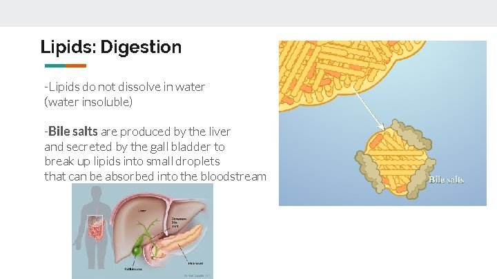 Lipids: Digestion -Lipids do not dissolve in water (water insoluble) -Bile salts are produced