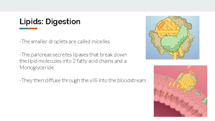 Lipids: Digestion -The smaller droplets are called micelles -The pancreas secretes lipases that break