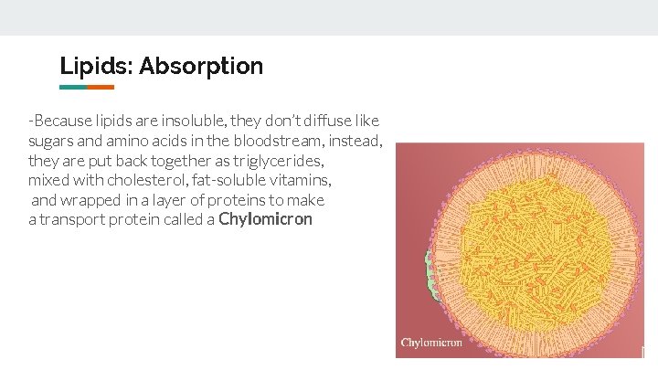 Lipids: Absorption -Because lipids are insoluble, they don’t diffuse like sugars and amino acids