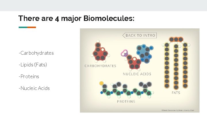 There are 4 major Biomolecules: -Carbohydrates -Lipids (Fats) -Proteins -Nucleic Acids 