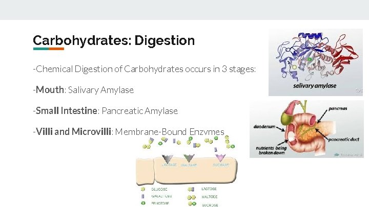 Carbohydrates: Digestion -Chemical Digestion of Carbohydrates occurs in 3 stages: -Mouth: Salivary Amylase -Small