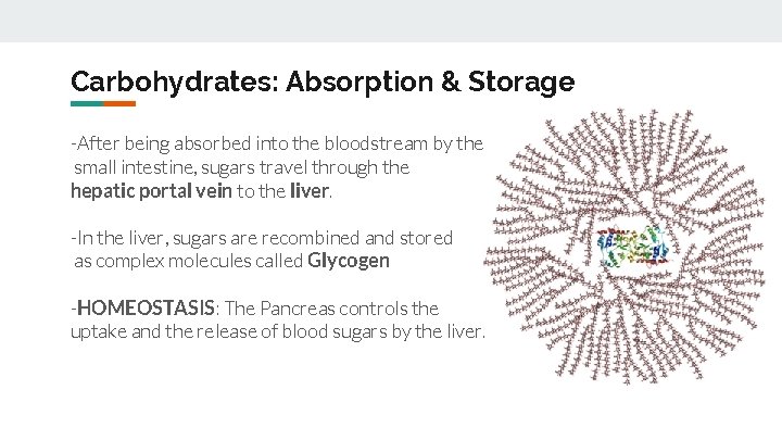 Carbohydrates: Absorption & Storage -After being absorbed into the bloodstream by the small intestine,