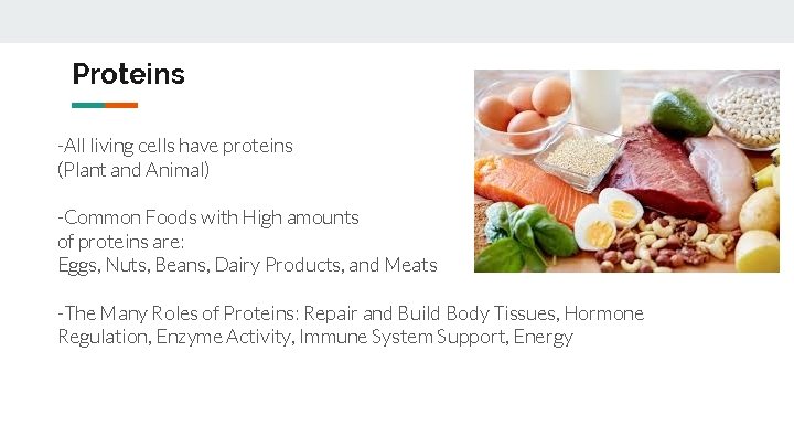 Proteins -All living cells have proteins (Plant and Animal) -Common Foods with High amounts