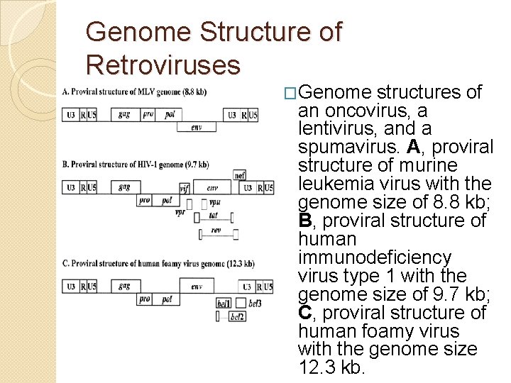 Genome Structure of Retroviruses �Genome structures of an oncovirus, a lentivirus, and a spumavirus.