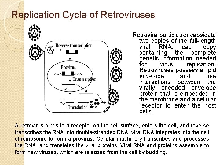 Replication Cycle of Retroviruses Retroviral particles encapsidate two copies of the full-length viral RNA,