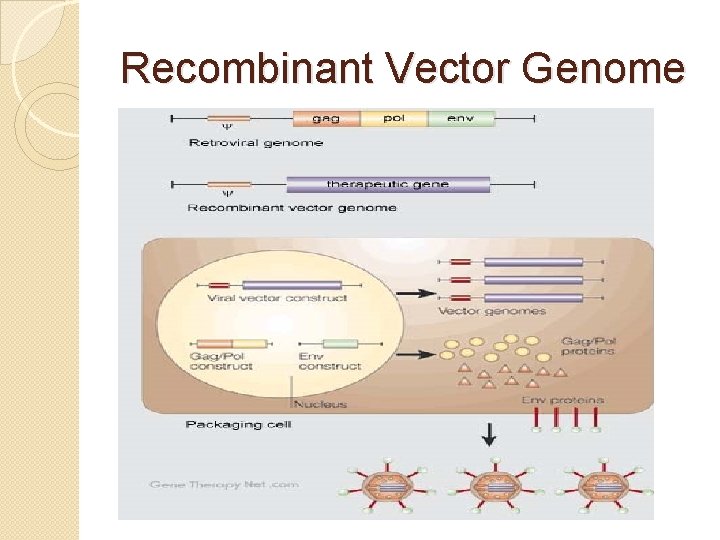 Recombinant Vector Genome 