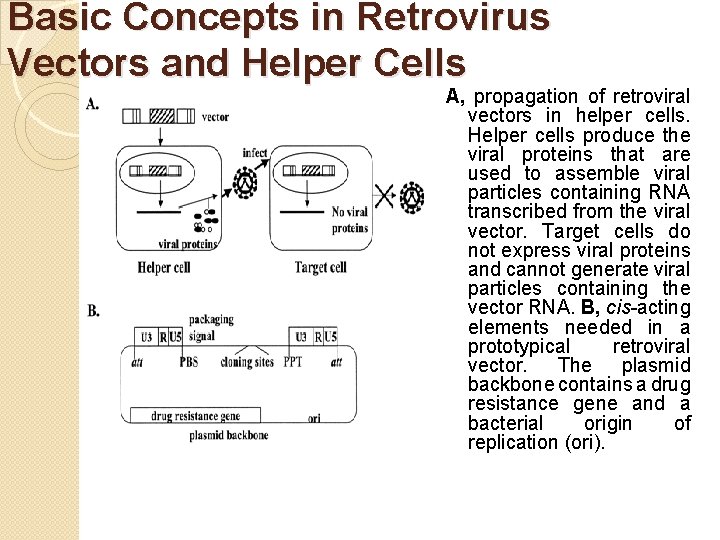 Basic Concepts in Retrovirus Vectors and Helper Cells A, propagation of retroviral vectors in