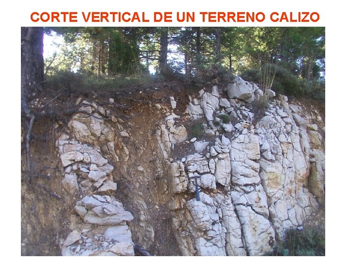 CORTE VERTICAL DE UN TERRENO CALIZO 