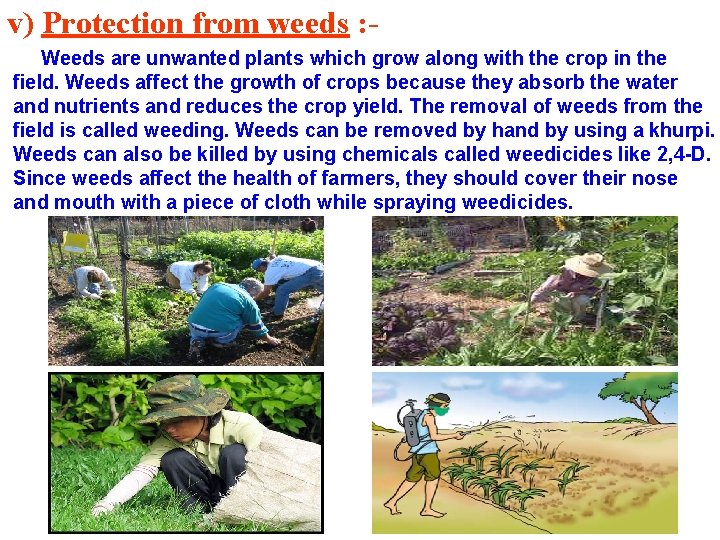 v) Protection from weeds : Weeds are unwanted plants which grow along with the