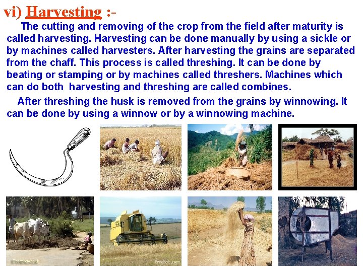 vi) Harvesting : The cutting and removing of the crop from the field after