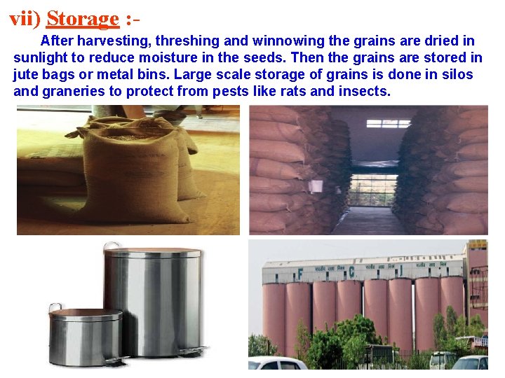vii) Storage : After harvesting, threshing and winnowing the grains are dried in sunlight