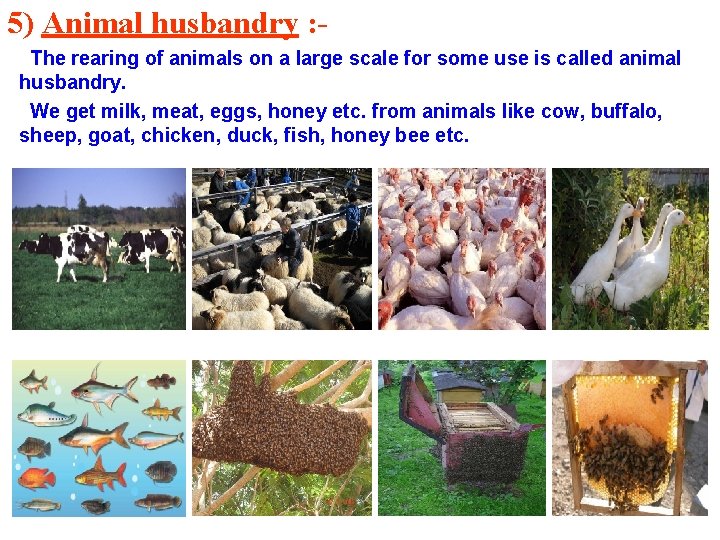 5) Animal husbandry : The rearing of animals on a large scale for some