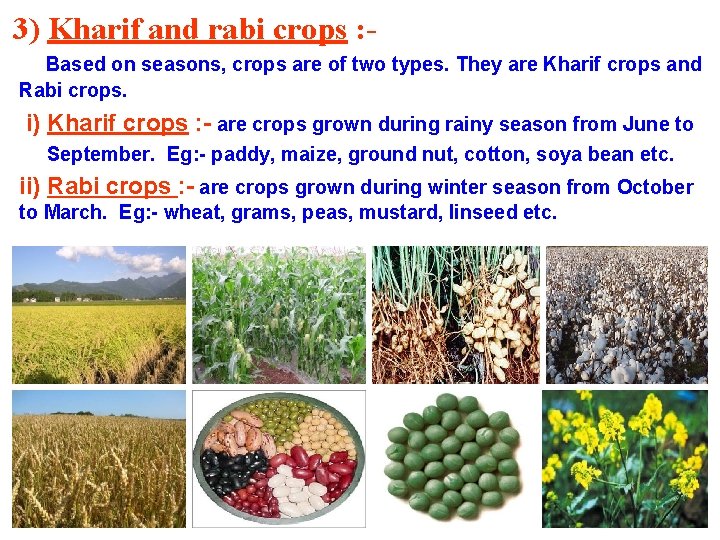3) Kharif and rabi crops : Based on seasons, crops are of two types.