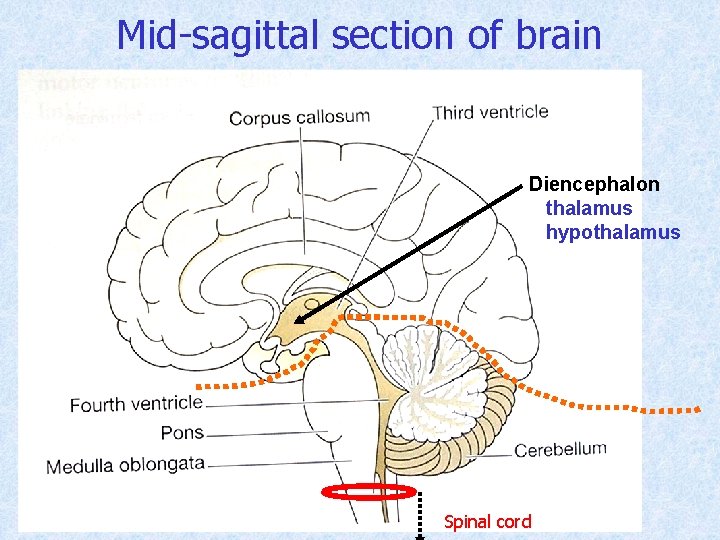 Mid-sagittal section of brain Diencephalon thalamus hypothalamus Spinal cord 