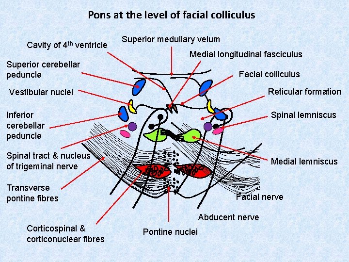 Pons at the level of facial colliculus Cavity of 4 th ventricle Superior medullary