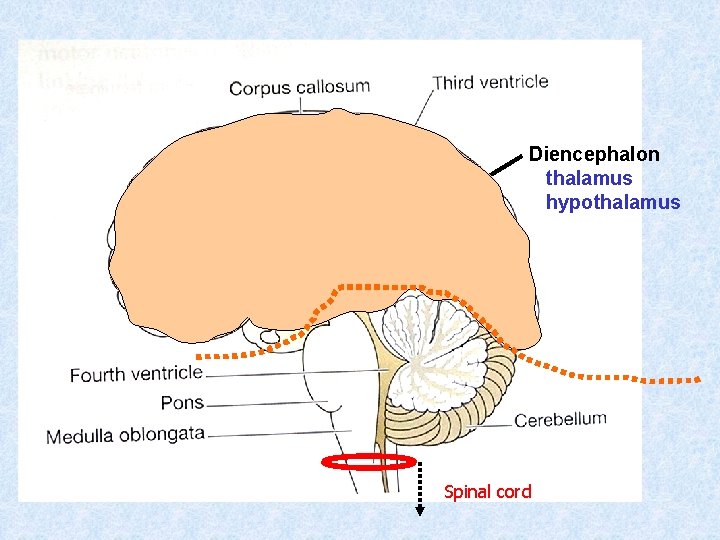 Diencephalon thalamus hypothalamus Spinal cord 