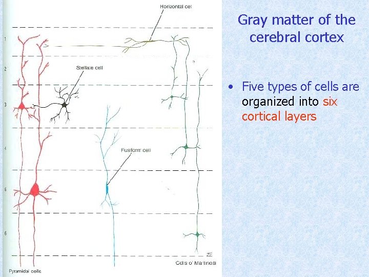 Gray matter of the cerebral cortex • Five types of cells are organized into