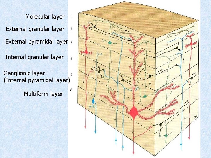 Molecular layer External granular layer External pyramidal layer Internal granular layer Ganglionic layer (Internal