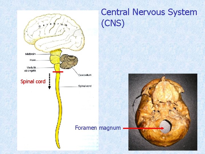 Central Nervous System (CNS) Spinal cord Foramen magnum 