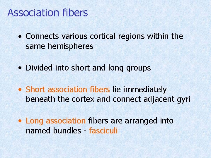 Association fibers • Connects various cortical regions within the same hemispheres • Divided into