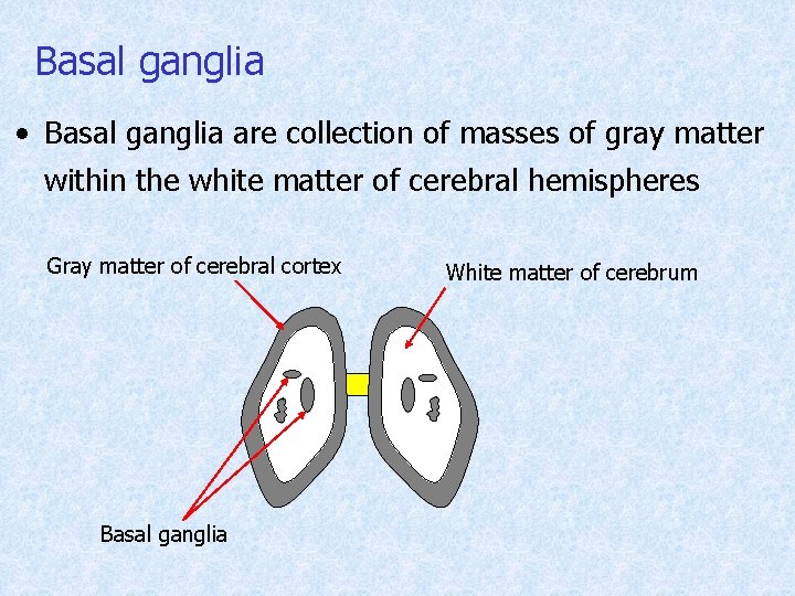 Basal ganglia • Basal ganglia are collection of masses of gray matter within the