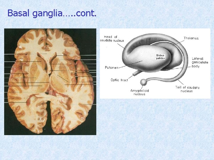 Basal ganglia…. . cont. 