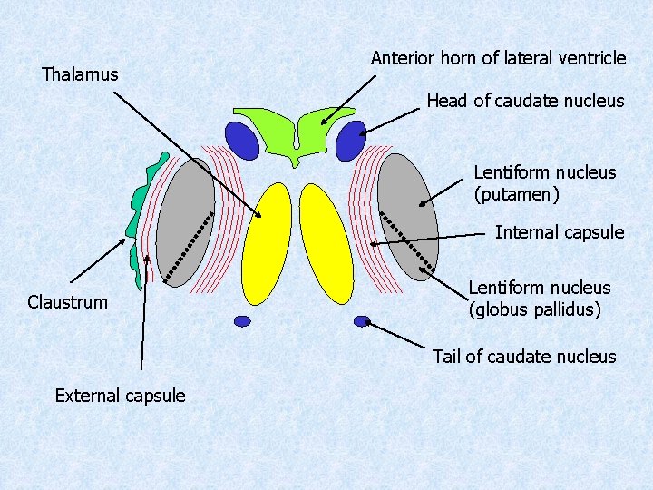 Thalamus Anterior horn of lateral ventricle Head of caudate nucleus Lentiform nucleus (putamen) Internal