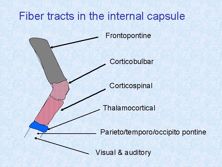 Fiber tracts in the internal capsule Frontopontine Corticobulbar Corticospinal Thalamocortical Parieto/temporo/occipito pontine Visual &