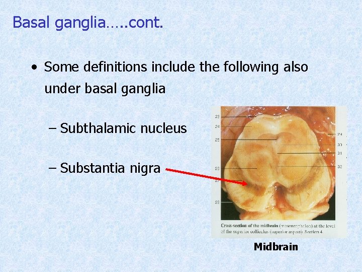 Basal ganglia…. . cont. • Some definitions include the following also under basal ganglia