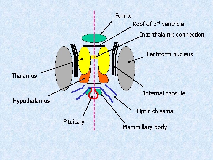 Fornix Roof of 3 rd ventricle Interthalamic connection Lentiform nucleus Thalamus Internal capsule Hypothalamus