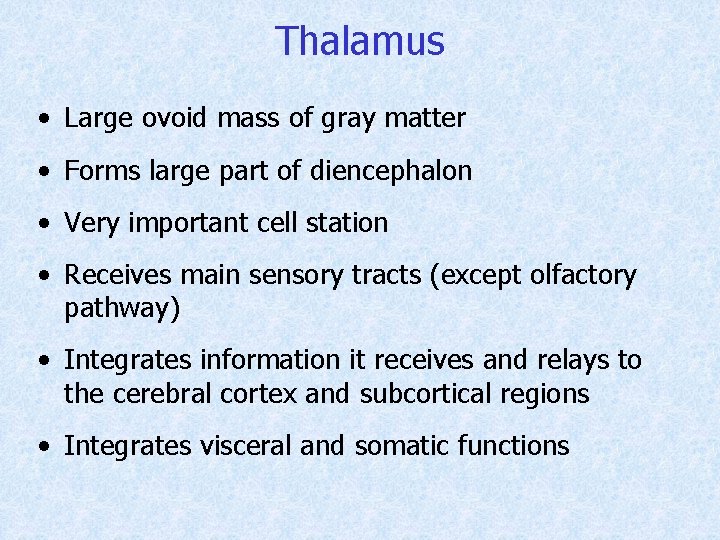 Thalamus • Large ovoid mass of gray matter • Forms large part of diencephalon