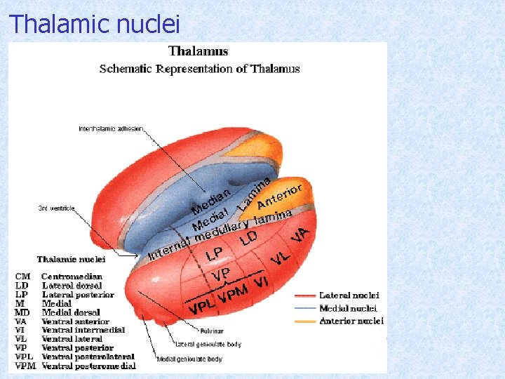 Thalamic nuclei 