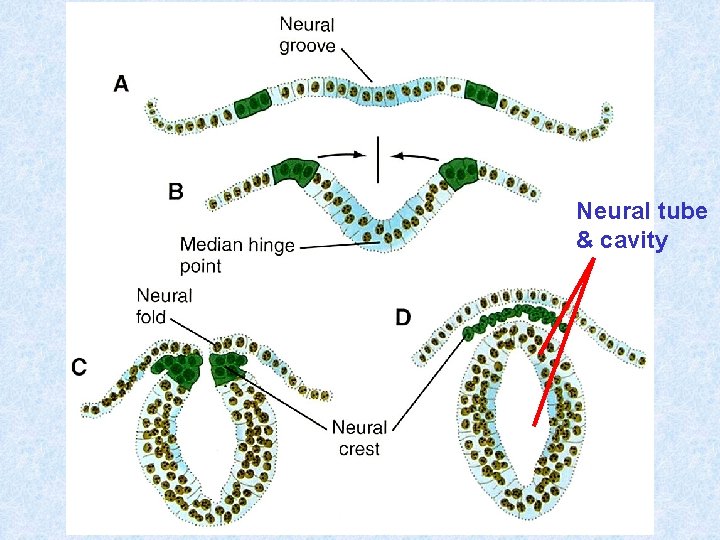 Neural tube & cavity 