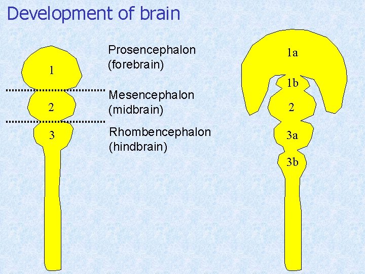 Development of brain 1 Prosencephalon (forebrain) 2 Mesencephalon (midbrain) 3 Rhombencephalon (hindbrain) 1 a