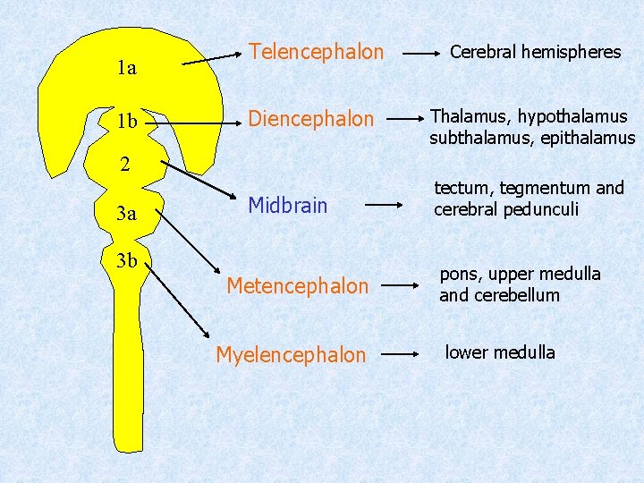 1 a 1 b Telencephalon Cerebral hemispheres Diencephalon Thalamus, hypothalamus subthalamus, epithalamus 2 3