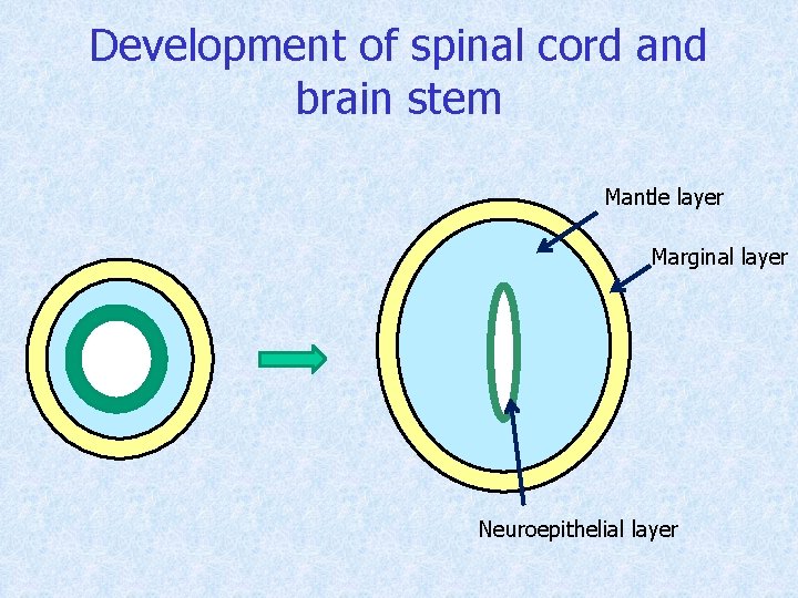Development of spinal cord and brain stem Mantle layer Marginal layer Neuroepithelial layer 