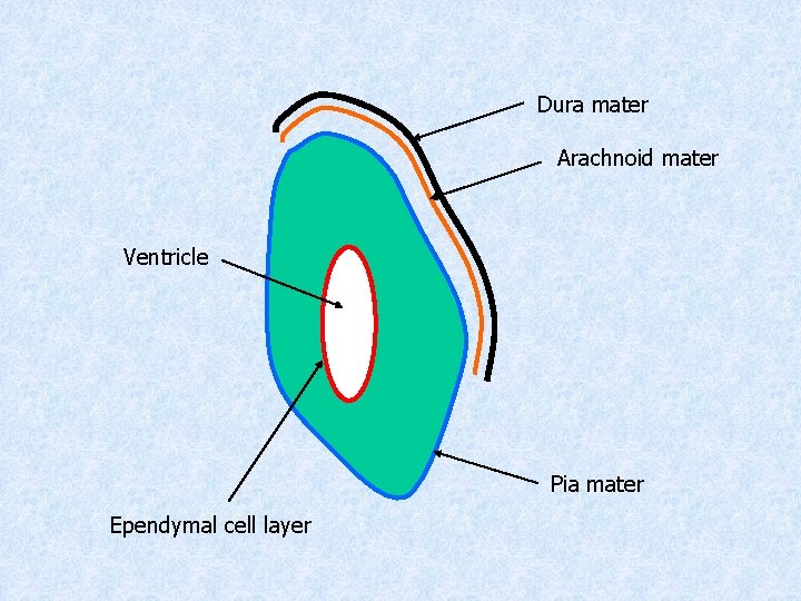 Dura mater Arachnoid mater Ventricle Pia mater Ependymal cell layer 
