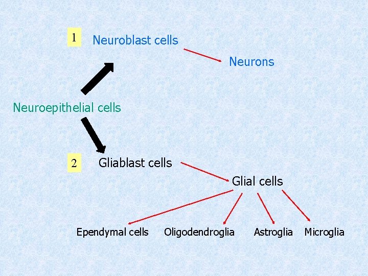 1 Neuroblast cells Neurons Neuroepithelial cells 2 Gliablast cells Glial cells Ependymal cells Oligodendroglia