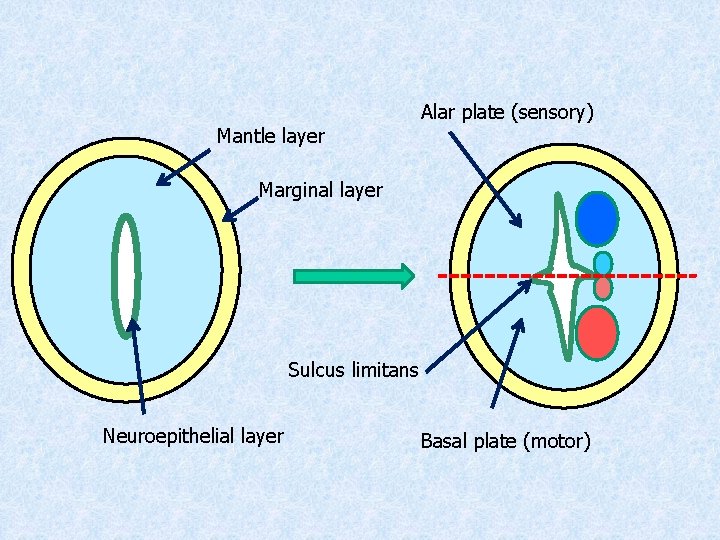 Mantle layer Alar plate (sensory) Marginal layer Sulcus limitans Neuroepithelial layer Basal plate (motor)