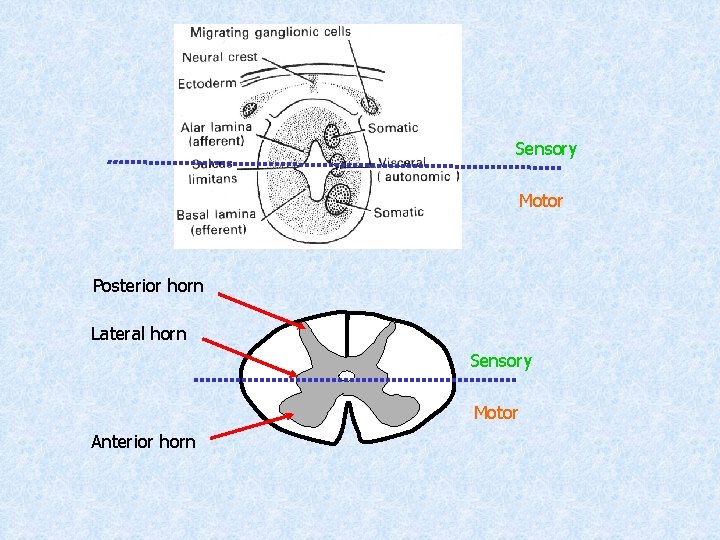 Sensory Motor Posterior horn Lateral horn Sensory Motor Anterior horn 