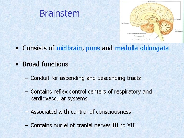 Brainstem • Consists of midbrain, pons and medulla oblongata • Broad functions – Conduit
